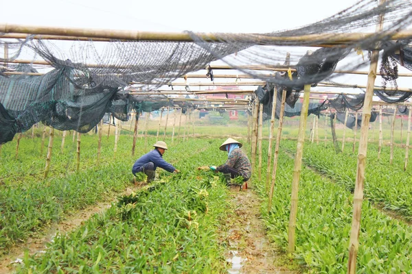 Agricultores colherem produtos hortícolas aromáticos — Fotografia de Stock