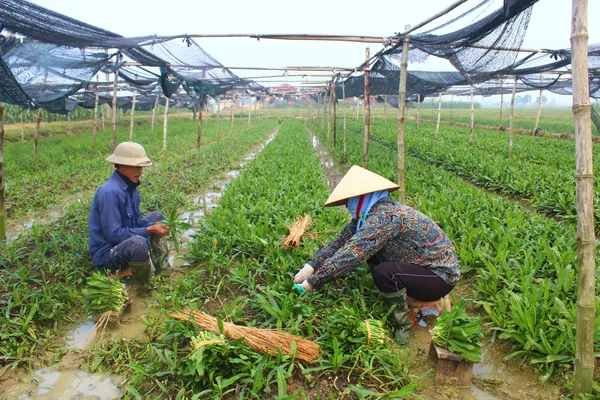 芳香の野菜を収穫します。 — ストック写真