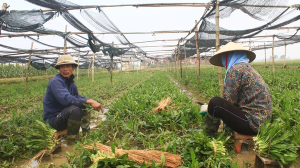 芳香の野菜を収穫します。 — ストック写真