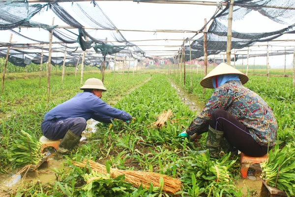 Agricultores cosechan verduras aromáticas — Foto de Stock