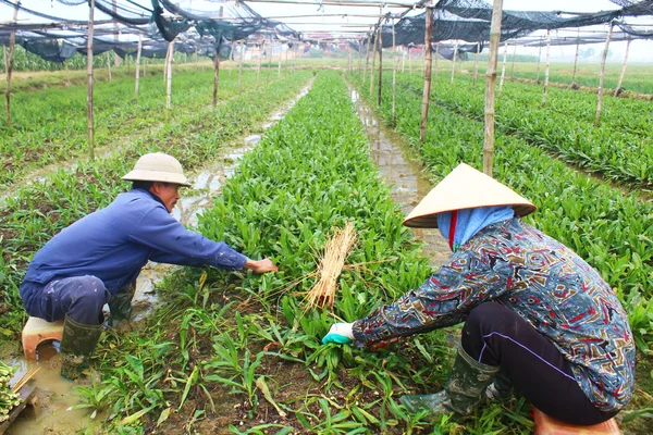 Agricultores cosechan verduras aromáticas — Foto de Stock