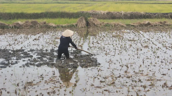 Женщина-фермер, работающая в поле с мотыгой — стоковое фото
