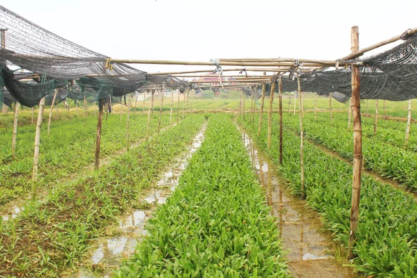 Hortalizas aromáticas — Foto de Stock