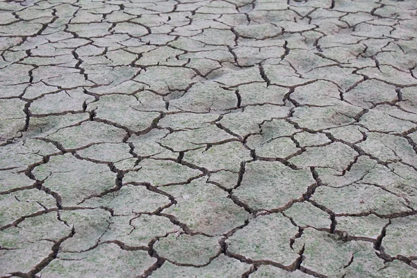 Desastre de seca — Fotografia de Stock
