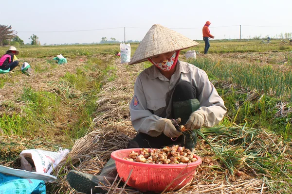 Les agriculteurs récoltent l'oignon sur le champ, Vietnam — Photo