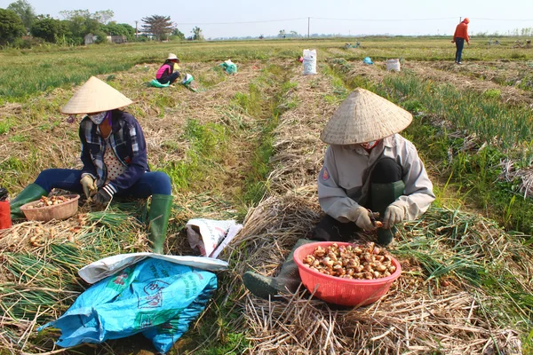 Zemědělci sklizeň cibule na hřišti, Vietnam — Stock fotografie
