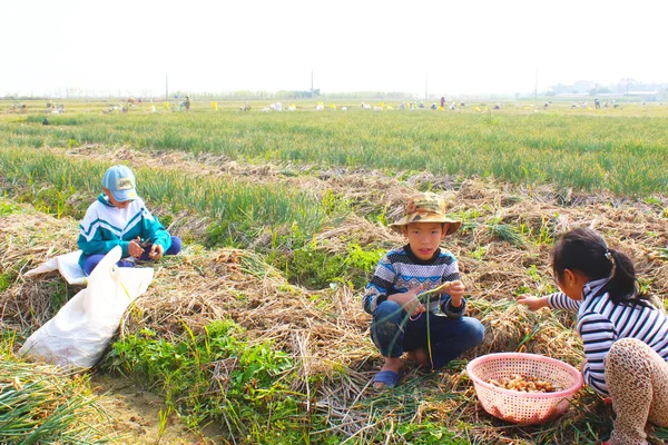 Farmers harvest onion on the field, Vietnam — Stock Photo, Image