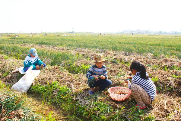 Gli agricoltori raccolgono cipolla sul campo, Vietnam — Foto Stock