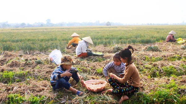 Boeren oogsten UI op het veld, Vietnam — Stockfoto