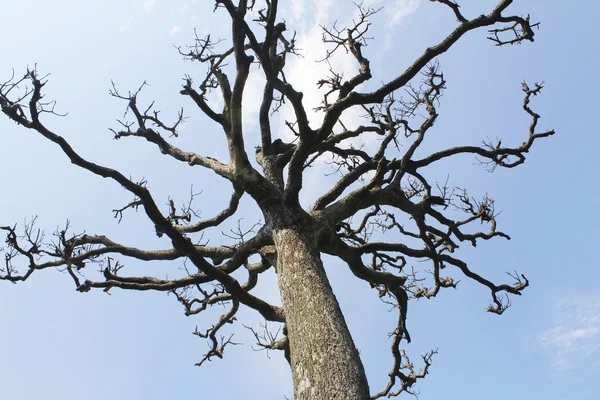 Trockene Bäume und Himmel — Stockfoto