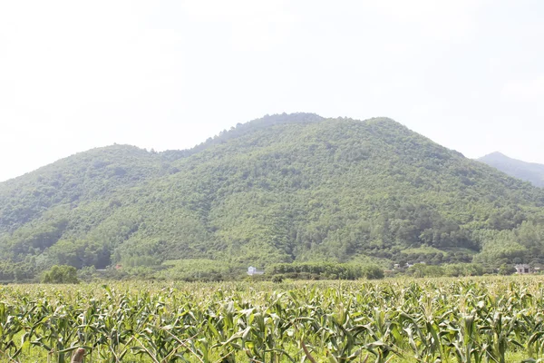 Cornfields e montanhas — Fotografia de Stock