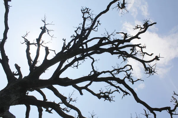 Droge bomen en lucht — Stockfoto