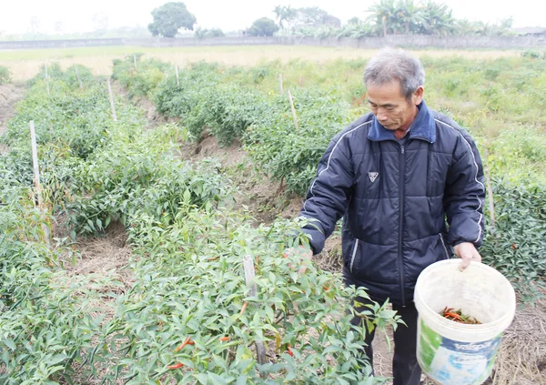 Boeren geoogst chili op velden — Stockfoto