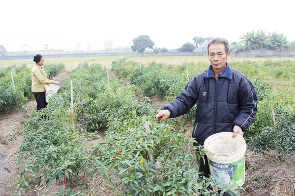 Boeren geoogst chili op velden — Stockfoto