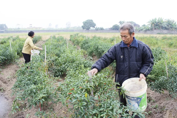 Rolników zebrane chili na pola — Zdjęcie stockowe