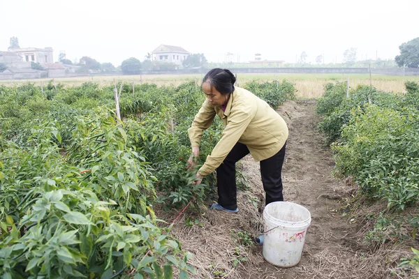 农民在地里收割辣椒 — 图库照片