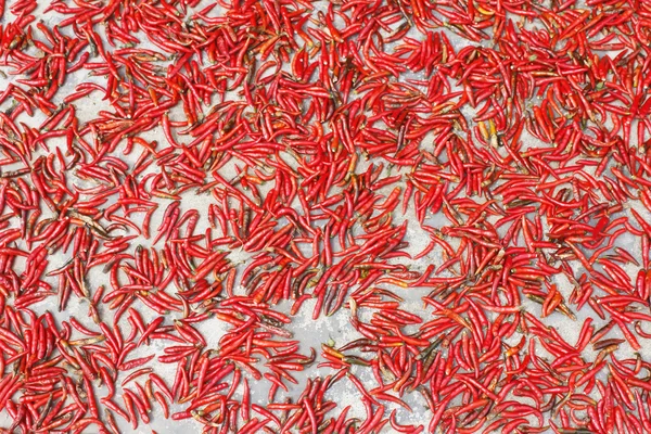 Mogen chili på vit bakgrund — Stockfoto