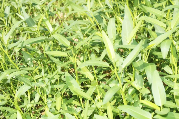 Water spinach in the garden — Stock Photo, Image