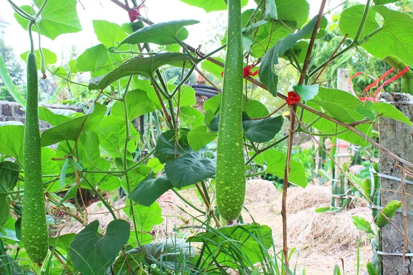 Pompoen op boom — Stockfoto