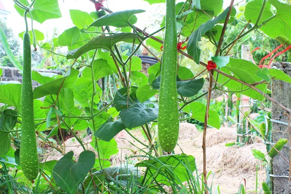 Pompoen op boom — Stockfoto