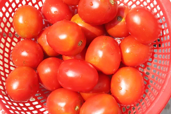 Dojrzałe pomidory w koszyku — Zdjęcie stockowe