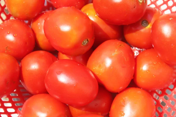 Спелые помидоры в корзине — стоковое фото