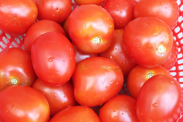 Rijpe tomaten in mand — Stockfoto