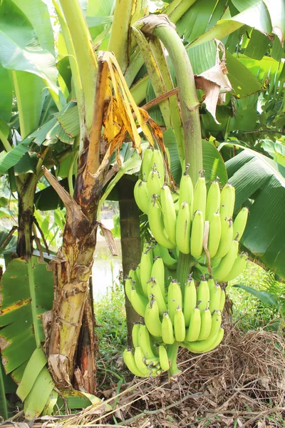Банановые гроздья в саду — стоковое фото
