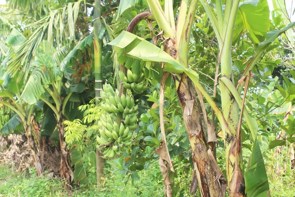 Manojos de plátano en el jardín —  Fotos de Stock