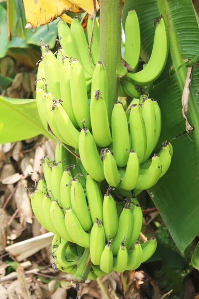 Kiście bananów w ogrodzie — Zdjęcie stockowe