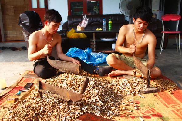 Jóvenes que procesan hierbas — Foto de Stock