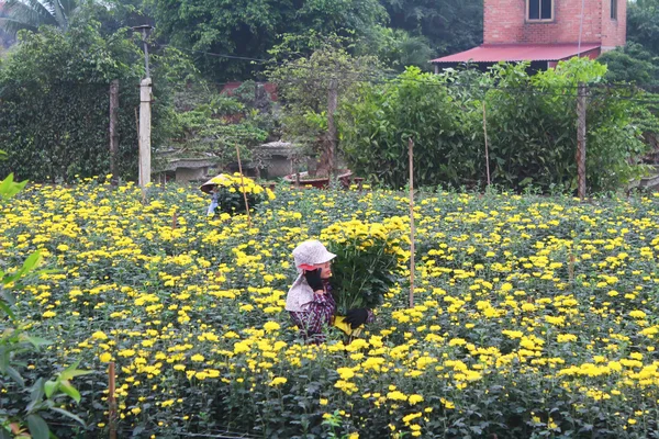 Cosechan flores en el campo — Foto de Stock