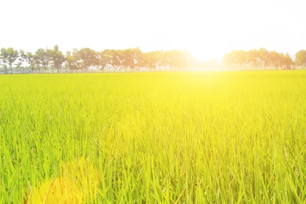 Campo de arroz dourado e céu — Fotografia de Stock