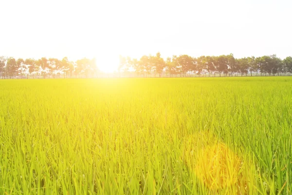 Campo de arroz dourado e céu — Fotografia de Stock