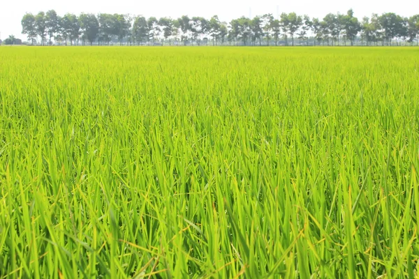 Campo de arroz dorado y cielo —  Fotos de Stock