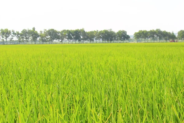 Gyllene risfält och sky — Stockfoto