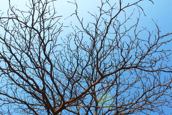 Suszone gałęzie i niebo — Zdjęcie stockowe
