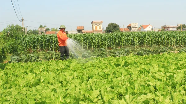 Man watering vegetables fields — Stock Photo, Image