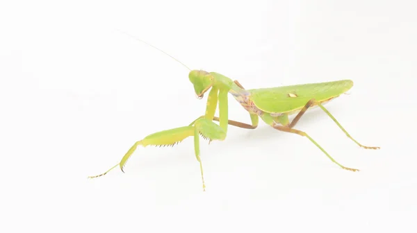 Mantis em um fundo branco — Fotografia de Stock