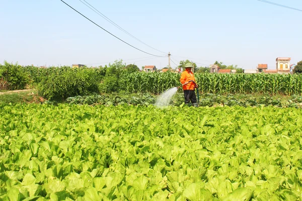 El hombre regar los campos de verduras — Foto de Stock