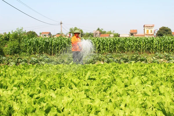 Man watering vegetables fields — Stock Photo, Image