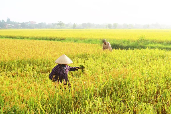 Coltivatori di riso in un campo raccolto — Stok fotoğraf