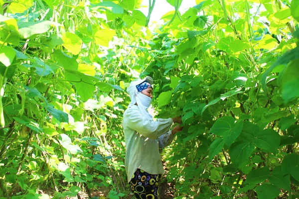 Vrouw erwten plukken in de tuin — Stockfoto