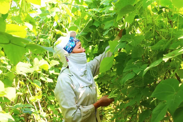 Mujer recogiendo guisantes en el jardín — Foto de Stock