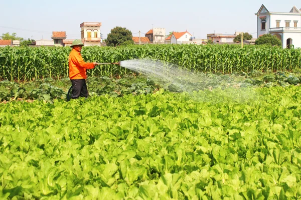 El hombre regar los campos de verduras — Foto de Stock