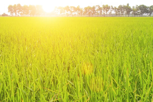 Campo di riso dorato e cielo — Foto Stock