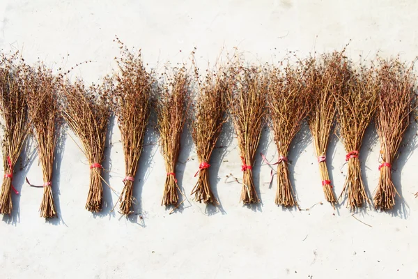 Drying broom — Stock Photo, Image