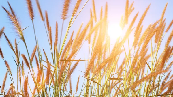 Gras en lucht — Stockfoto