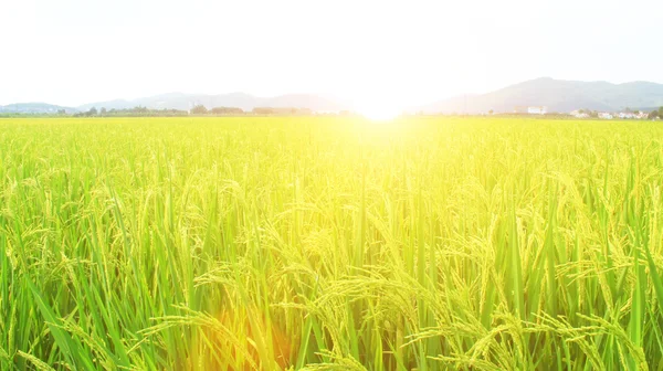 Campo de arroz dorado y cielo — Foto de Stock