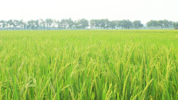 Arany rizs mező és az égbolt — Stock Fotó